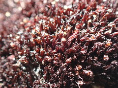 Andreaea