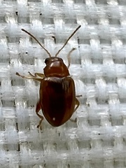Glyptina