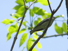 Setophaga cerulea