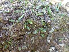 Notogrammitis crassior