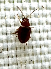Glyptina