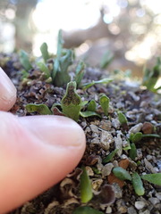 Notogrammitis crassior