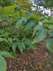Fagus grandifolia