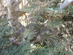 Notogrammitis crassior