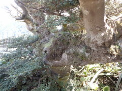 Notogrammitis crassior