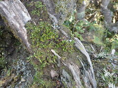 Notogrammitis crassior