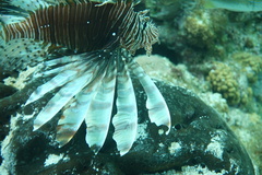 Pterois volitans