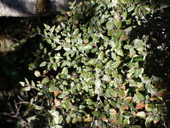 Nothofagus cliffortioides