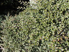 Nothofagus cliffortioides