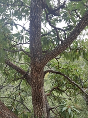 Arbutus arizonica