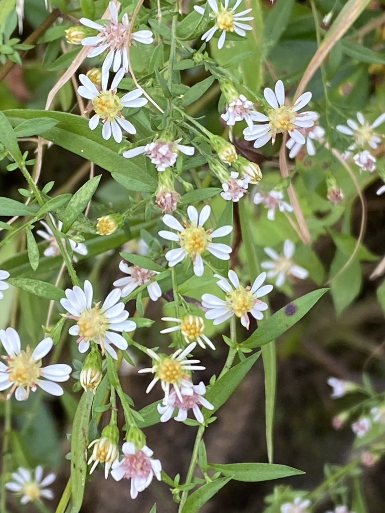 American asters from Bull Slough Rd. at Sepulga River, Conecuh County ...