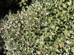 Nothofagus cliffortioides