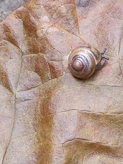 Ventridens ligera