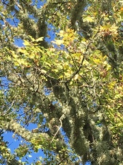 Acer monspessulanum