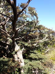 Nothofagus cliffortioides