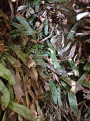 Notogrammitis givenii