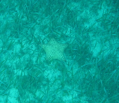 Oreaster reticulatus