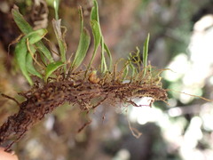 Notogrammitis givenii