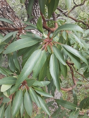 Arbutus arizonica