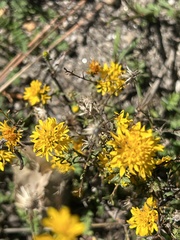 Lessingia glandulifera