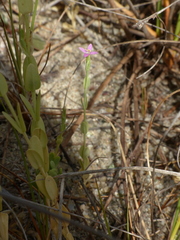 Schenkia spicata