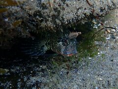 Hypsoblennius gentilis