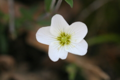 Arenaria montana