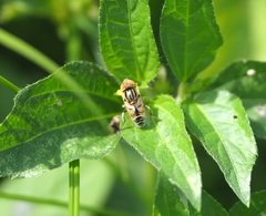 Eristalinus