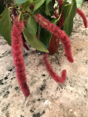 Acalypha