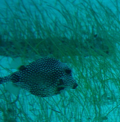 Lactophrys triqueter