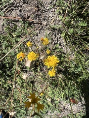 Lessingia glandulifera