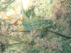 Hypsoblennius gentilis