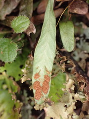 Notogrammitis givenii