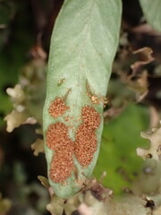 Notogrammitis givenii