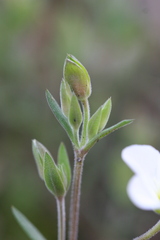 Arenaria montana
