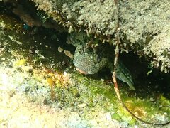 Hypsoblennius gentilis