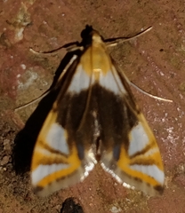 Argyractoides albibasalis