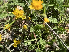 Lessingia glandulifera