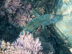 Hypsoblennius gentilis