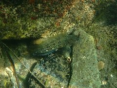 Hypsoblennius gentilis