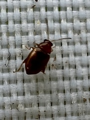 Glyptina