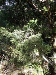 Halocarpus biformis