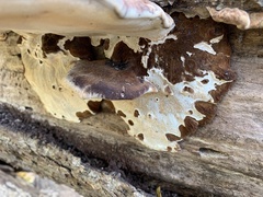 Ischnoderma resinosum