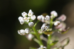 Teesdalia