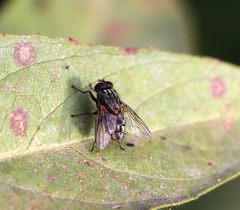 Muscidae