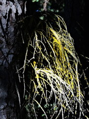 Chrysomyxa arctostaphyli