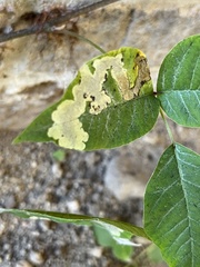 Toxicodendron