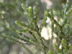 Halocarpus biformis