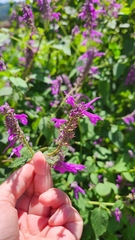 Salvia purpurea image