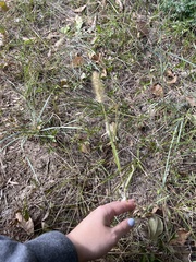 Setaria parviflora